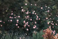 С праздником Святой Троицы!