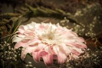 Успение Пресвятой Богородицы в нашем храме!