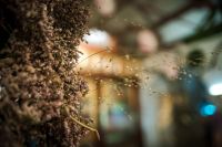 Успение Пресвятой Богородицы в нашем храме!