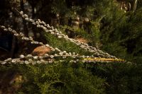 Вход Господень в Иерусалим