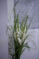 День памяти святого мученика Иоанна Воина День памяти святого мученика Иоанна Воина