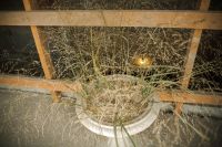 Преображение Господне