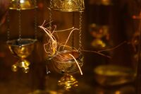 С Рождеством Христовым!