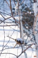 В Георгиевском парке настоящая зима