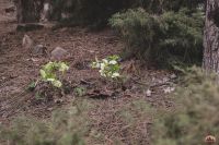 Самое время - гулять в нашем Георгиевском парке