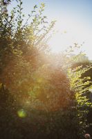 Осенние краски