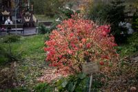 В Георгиевский парк приходит осень 