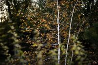 В Георгиевский парк приходит осень 