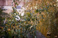 В Георгиевский парк приходит осень 