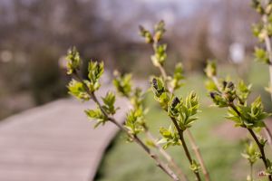 Радуемся весне!