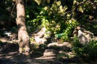 Балка Рябинина