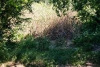 Балка Рябинина