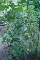 Поездка в «Аревик»