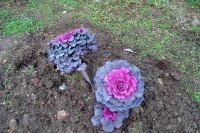 Общее говение сестер милосердия