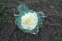 Общее говение сестер милосердия