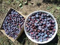 Посещение подопечных