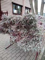 Праздник Входа Господня в Иерусалим