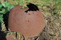 Паломническая поездка сестричества