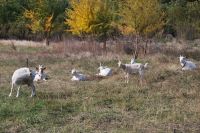 Паломническая поездка сестричества