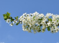 Общее говение