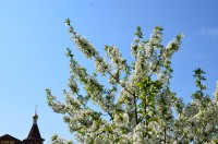 Общее говение