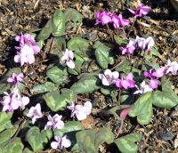 Благотворительная ярмарка