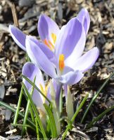 Благотворительная ярмарка