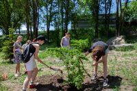 Посадка деревьев выпускниками школы