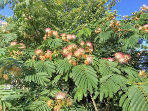 АКАЦИЯ ЛЕНКОРАНСКАЯ, АЛЬБИЦИЯ, ШЕЛКОВЫЙ ЦВЕТОК, АКАЦИЯ КОНСТАНТИНОПОЛЬСКАЯ