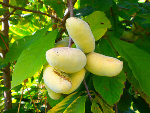 АЗИМИНА ТРЕХЛОПАСТНАЯ, БАНАНОВОЕ ДЕРЕВО