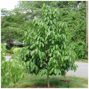 АЗИМИНА ТРЕХЛОПАСТНАЯ, БАНАНОВОЕ ДЕРЕВО