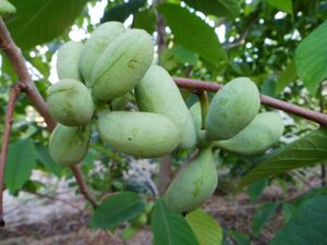 АЗИМИНА ТРЕХЛОПАСТНАЯ, БАНАНОВОЕ ДЕРЕВО