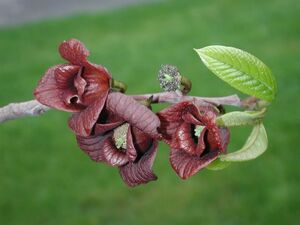 АЗИМИНА ТРЕХЛОПАСТНАЯ, БАНАНОВОЕ ДЕРЕВО