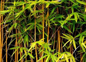 БАМБУК, ЛИСТОКОЛОСНИК