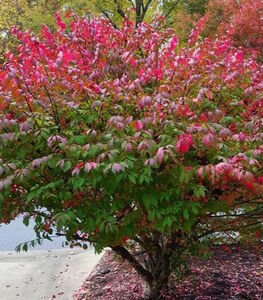 БЕРЕСКЛЕТ КРЫЛАТЫЙ БЕРЕСКЛЕТ КРЫЛАТЫЙ