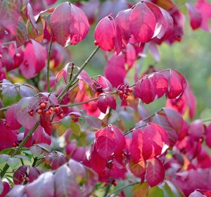 БЕРЕСКЛЕТ КРЫЛАТЫЙ БЕРЕСКЛЕТ КРЫЛАТЫЙ