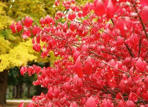 БЕРЕСКЛЕТ КРЫЛАТЫЙ БЕРЕСКЛЕТ КРЫЛАТЫЙ