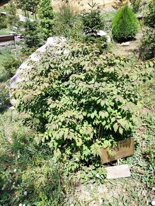 БЕРЕСКЛЕТ КРЫЛАТЫЙ БЕРЕСКЛЕТ КРЫЛАТЫЙ