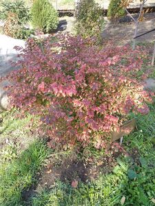 БЕРЕСКЛЕТ КРЫЛАТЫЙ БЕРЕСКЛЕТ КРЫЛАТЫЙ