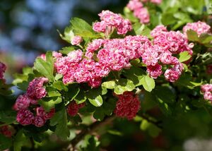 БОЯРЫШНИК ОБЫКНОВЕННЫЙ «ПАУЛ СКАРЛЕТ»