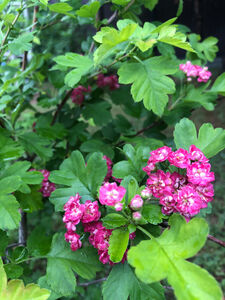 БОЯРЫШНИК ОБЫКНОВЕННЫЙ «ПАУЛ СКАРЛЕТ»