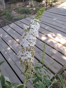 БУДДЛЕЯ ДАВИДА, МОТЫЛЬКОВОЕ ДЕРЕВО