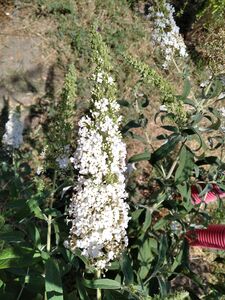 БУДДЛЕЯ ДАВИДА, МОТЫЛЬКОВОЕ ДЕРЕВО