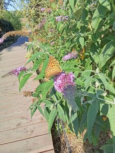 БУДДЛЕЯ ДАВИДА, МОТЫЛЬКОВОЕ ДЕРЕВО