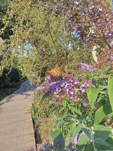 БУДДЛЕЯ ДАВИДА, МОТЫЛЬКОВОЕ ДЕРЕВО