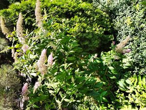 БУДДЛЕЯ ДАВИДА, МОТЫЛЬКОВОЕ ДЕРЕВО