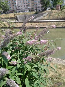 БУДДЛЕЯ ДАВИДА, МОТЫЛЬКОВОЕ ДЕРЕВО