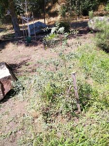 ЧЕКАЛКИН ОРЕХ, КСАНТОЦЕРАС РЯБИНОЛИСТНЫЙ