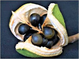 ЧЕКАЛКИН ОРЕХ, КСАНТОЦЕРАС РЯБИНОЛИСТНЫЙ