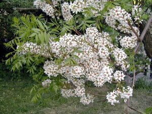 ЧЕКАЛКИН ОРЕХ, КСАНТОЦЕРАС РЯБИНОЛИСТНЫЙ